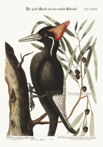 El pájaro carpintero de pico blanco más grande, 1749-73